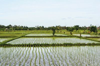 Scenic view of rice field against sky