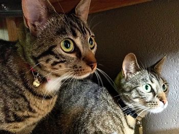Portrait of kitten sitting at home