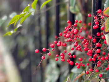 Close-up of red berries growing on tree