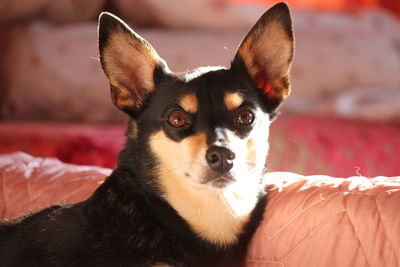 Close-up portrait of chihuahua on bed