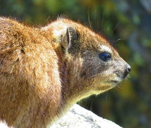 Close-up of hyrax looking away