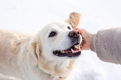 Young beautiful woman and her golden retriever dog having fun in winter.