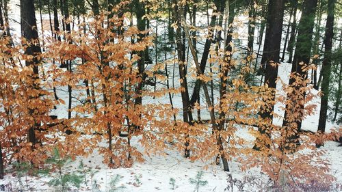 Trees in forest