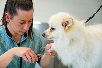 Animal groomer grooming dog