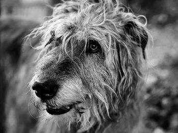 Close-up portrait of dog