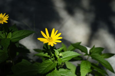 Close-up of daisy flowers