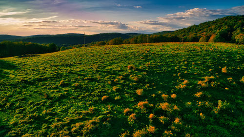 Scenic view of field against sky