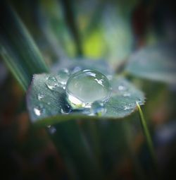 Close-up of water drops on leaf