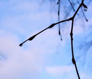 Low angle view of branch against sky