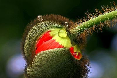 Close-up of insect on flower