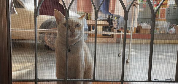 Portrait of a cat in cage seen through glass window