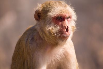 Close-up of monkey looking away