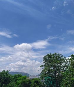 Low angle view of trees against sky