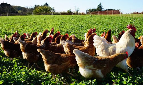 Flock of birds on field