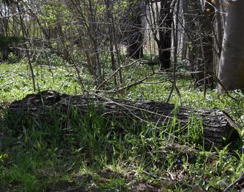 Fallen tree on field in forest