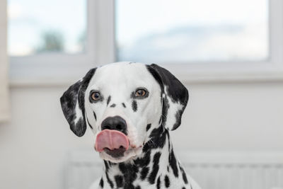 Close-up portrait of dog