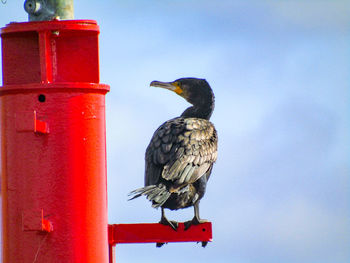 Low angle view of bird perching on metal post