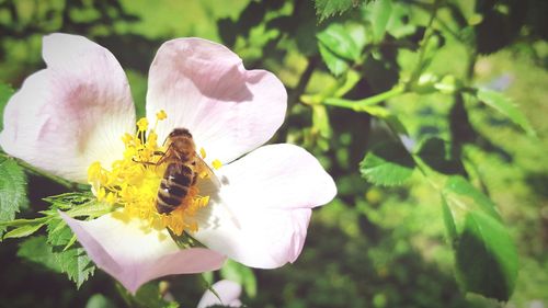 Close-up high angle view of bee on flower