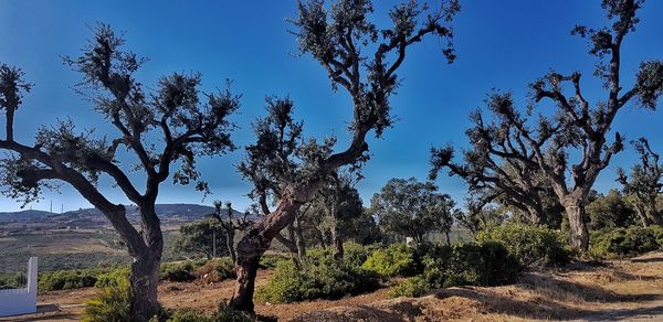 Trees on field against clear blue sky