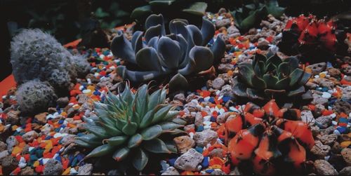 Close-up of succulent plant