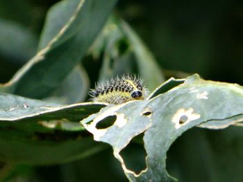 Close-up of insect on leaf