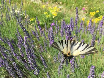 Butterfly pollinating on purple flower