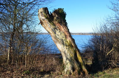 Bare tree against clear blue sky