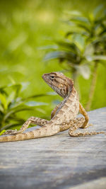 A close up of a lizard in a garden