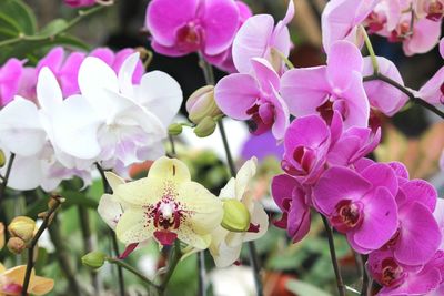 Close-up of pink orchid flowers