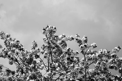 Low angle view of tree against sky