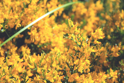 Close-up of yellow flowering plants on field