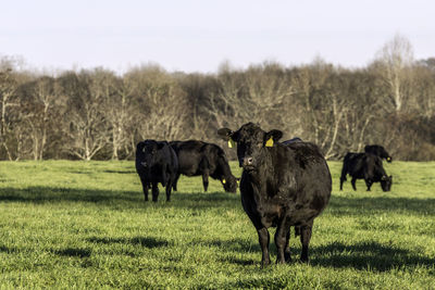 Black cows on grassy field against clear sky