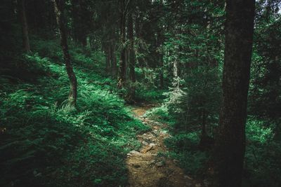 Trail amidst trees in forest
