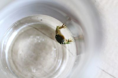 High angle view of insect on glass