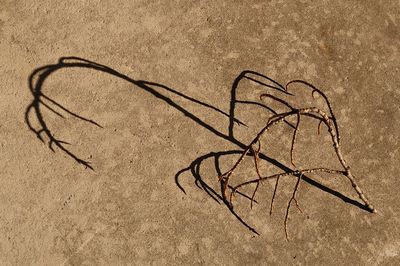 High angle view of plant on sand