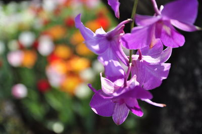 Close-up of purple flowering plant