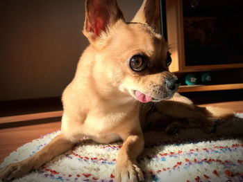 Dog looking away while sitting on bed at home