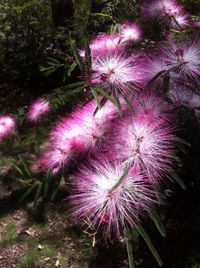 Close-up of pink flowers