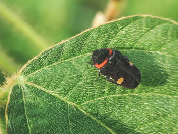 Close-up of insect on plant