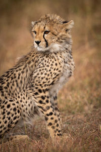 Cheetah looking away while sitting in forest