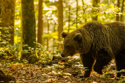 View of lion in forest