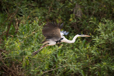 High angle view of gray heron flying