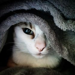 Close-up portrait of cat