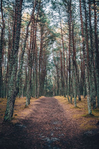 Footpath amidst trees in forest during autumn