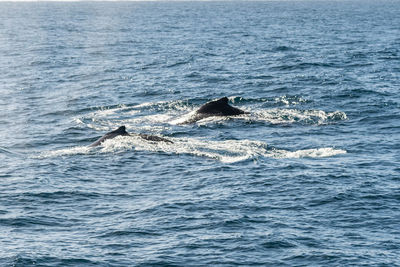 View of fish swimming in sea