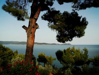 Tree by sea against sky