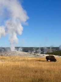 Buffalo at yellowstone 