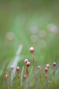 Close-up of plant