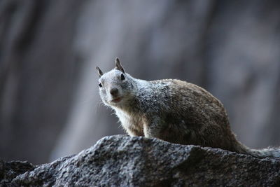 Close-up of squirrel on rock