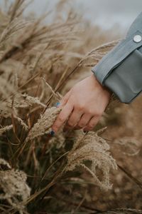 Close-up of hand holding wheat